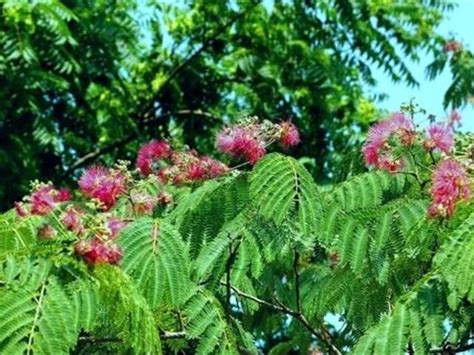 芙蓉樹照顧